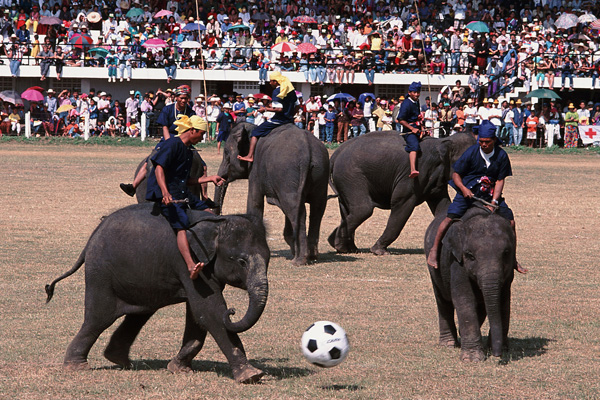 Elephants gathering in Surin - November