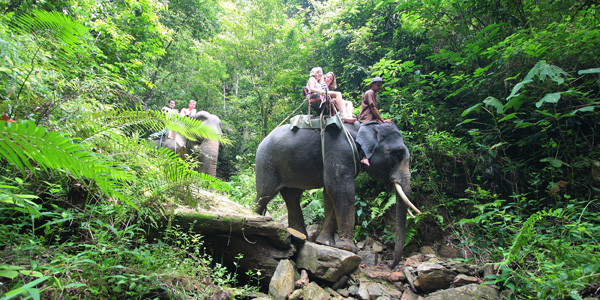 elephants trekking